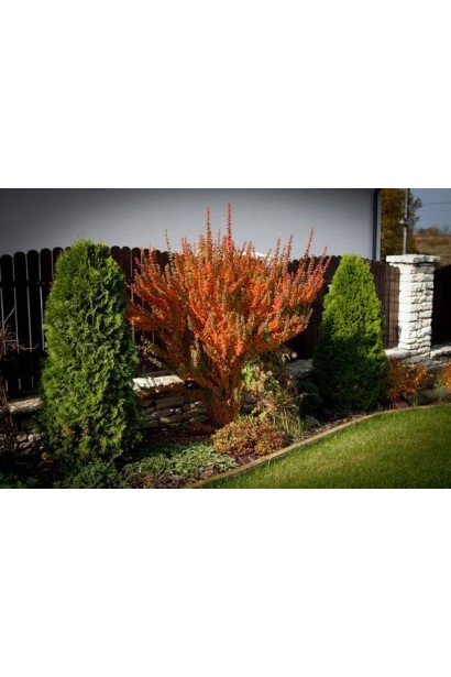 Барбарис Тунберга Эрект 